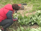 油麦小姐姐,探寻美食与生活的完美融合